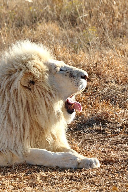 white lion  portrait  lion