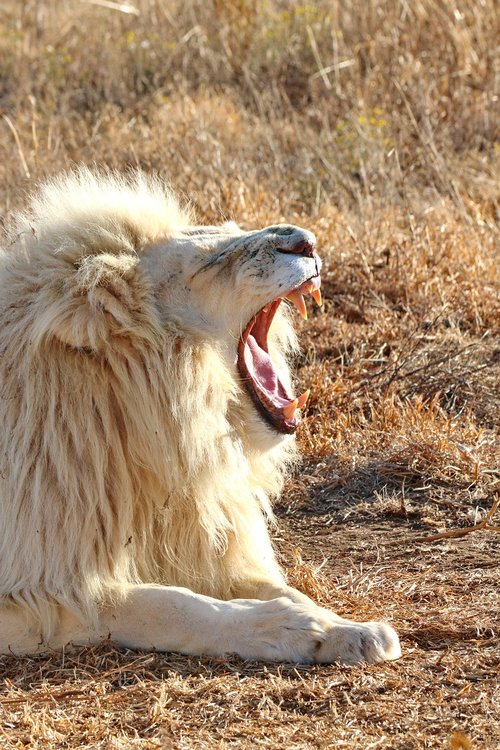 white lion  portrait  lion