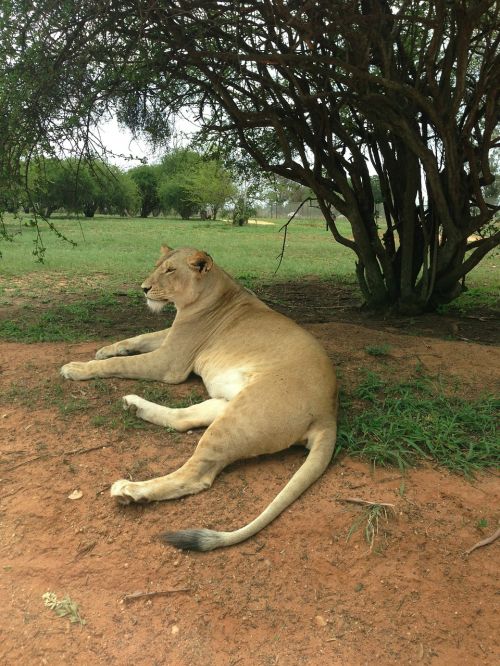 white lion lion resting
