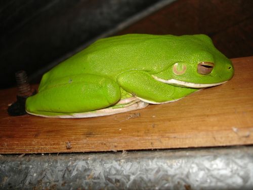 white-lipped tree frog frog tree frog