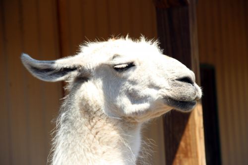 White Llama Head