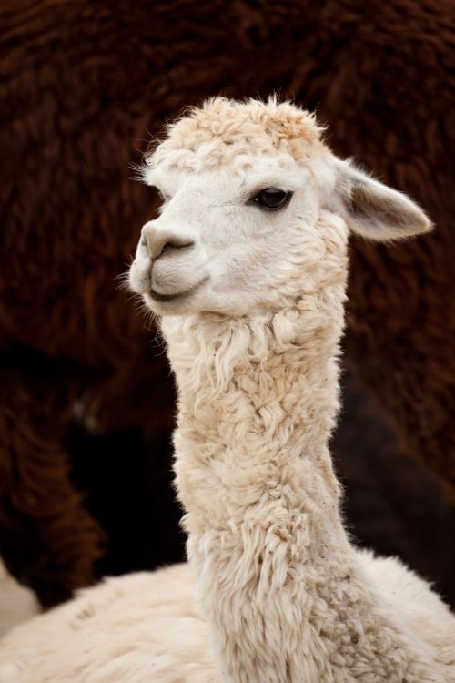 White Llama