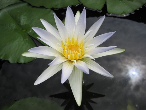 white lotus pond flower