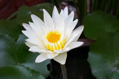 white lotus white water lily lotus flower