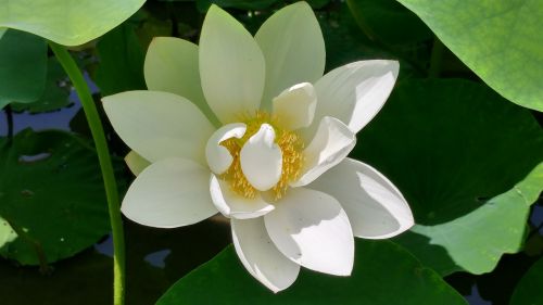 white lotus affix lotus