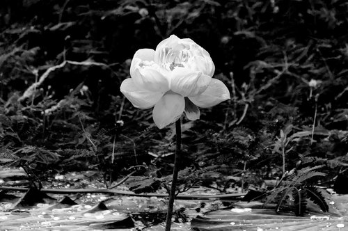 white lotus  background  arts