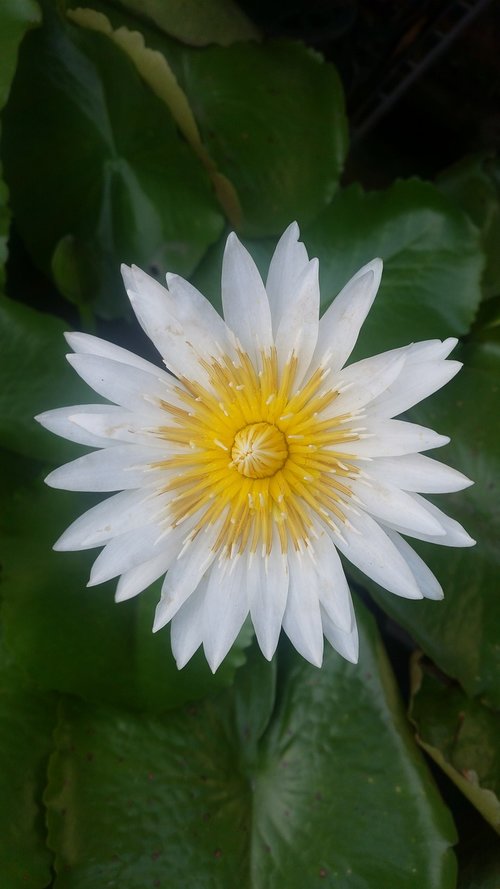 white lotus flower  lotus white  white flowers