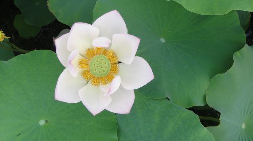 white lotus flower pistil lotus leaf