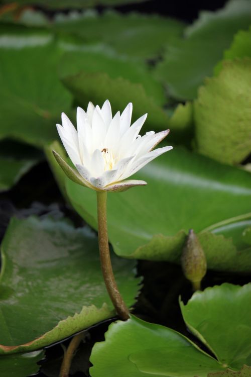 White Lotus Flower With Bee Inside