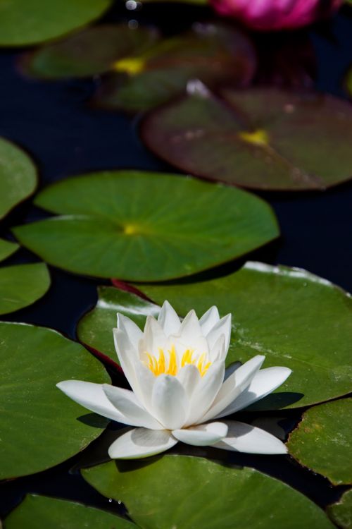 White Lotus