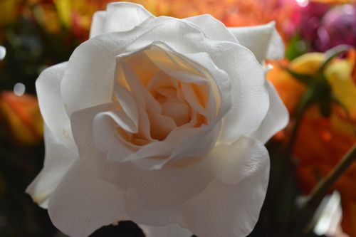 White Macro Flowers Vine Love Petal