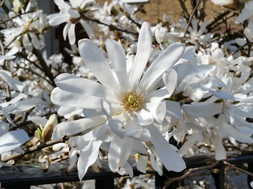white magnolia blossom spring