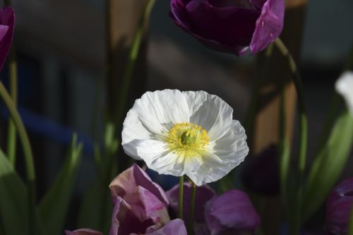 White Matilija Poppy