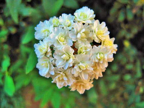 white mayflower flower white