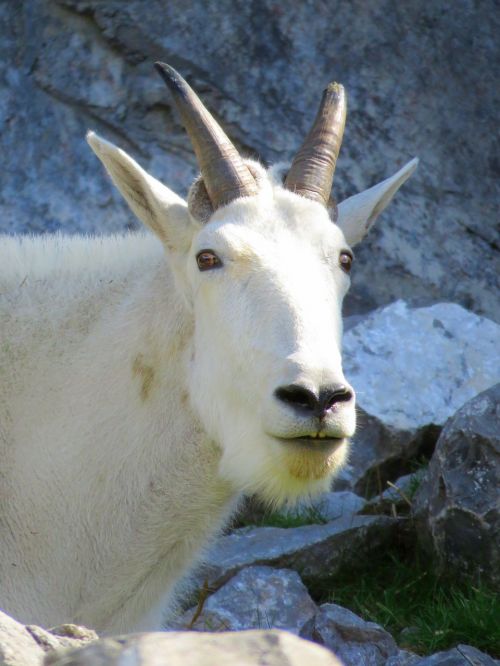 white mountain goat goat horned goat