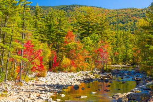 White Mountains Autumn