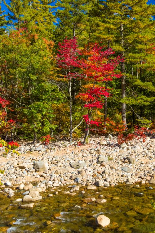 White Mountains Autumn