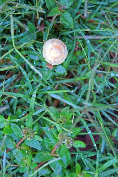 White Mushroom Sprouting On Lawn
