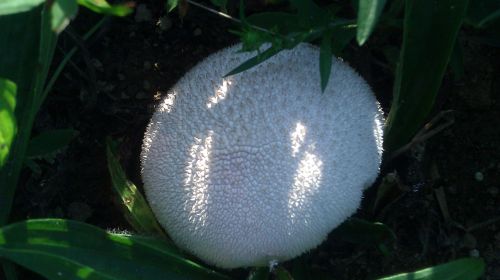 White Mushroom