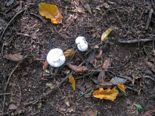 White Mushrooms On Forest Floor