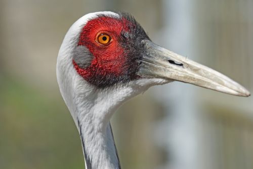 white neck crane bird crane bird