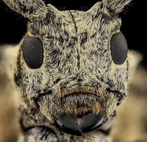 white oak borer head insect