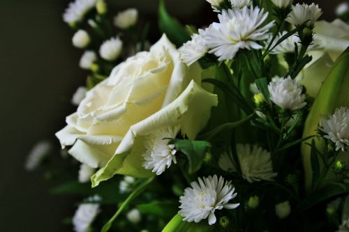 White Open Rose