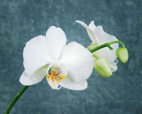 white orchid orchid flower