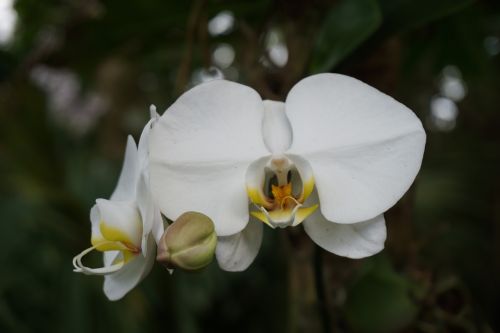 white orchid flower bloom