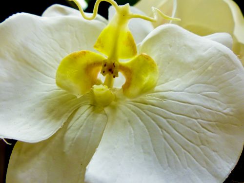 White Orchid