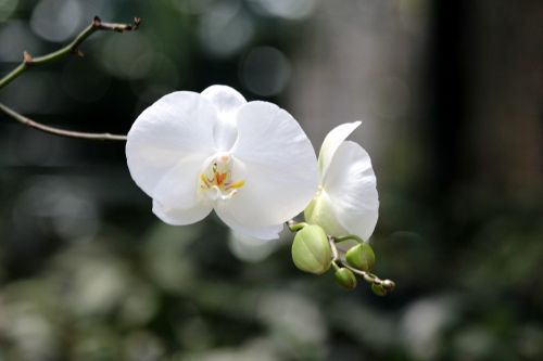 white orchid flower orchid phalaenopsis