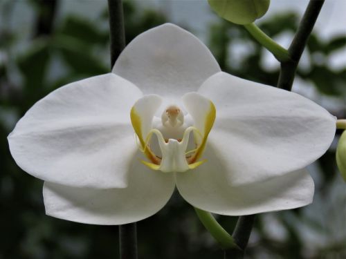 white orchid tropical flower garden