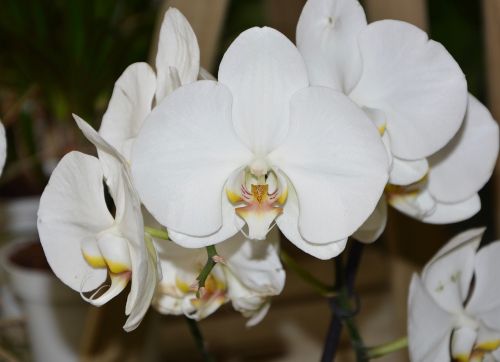 white orchid decoration collector