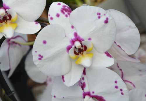 white orchid violet flowers