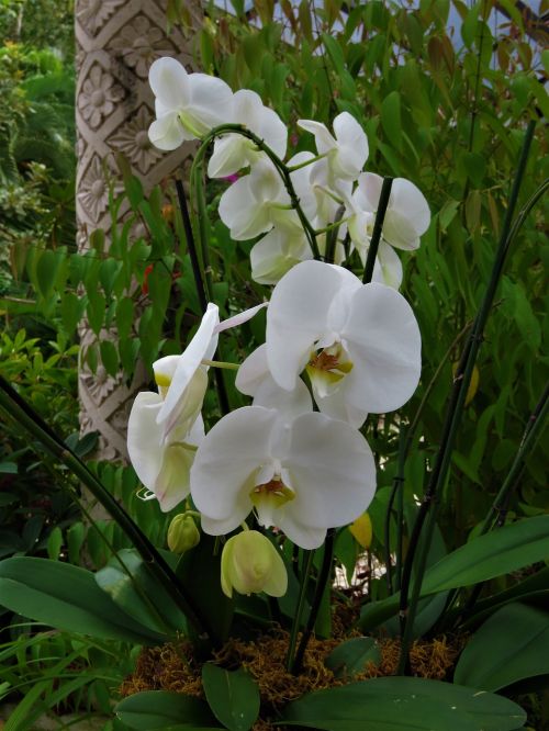 white orchid flower tropical garden