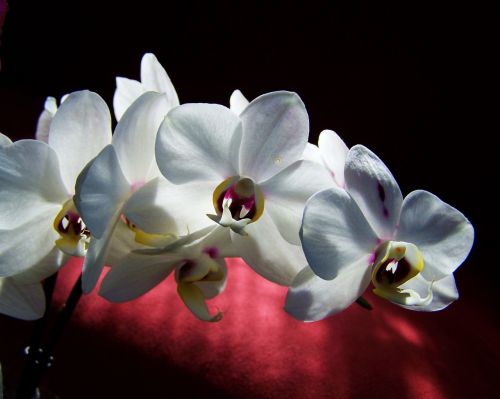white orchid white flower room plant