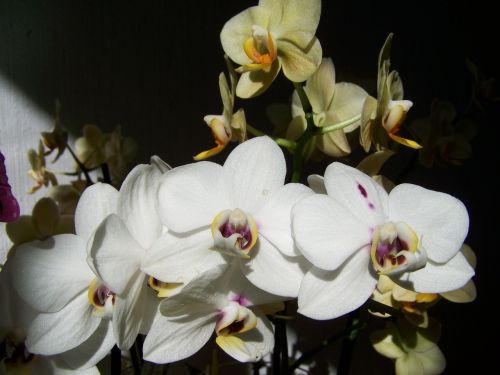 white orchid yellow orchid room plant