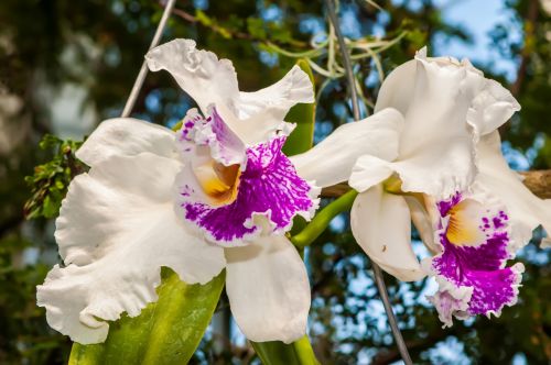 White Orchids