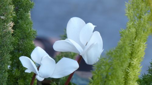 White Orchids