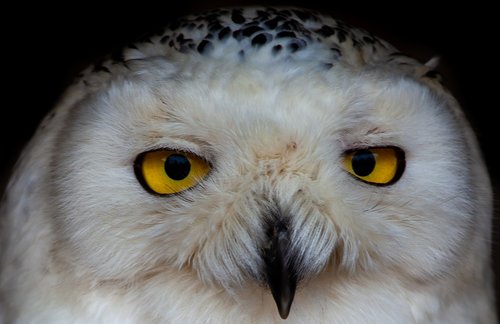 white owl  owl  raptor