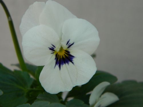 White Pansy Flower