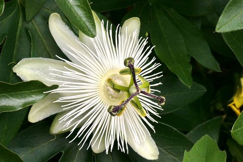 white passion flower  bloom  passion flower