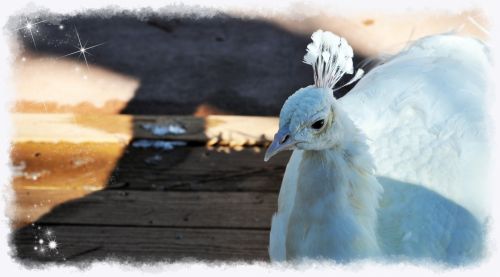 White Peacock