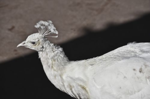 White Peacock