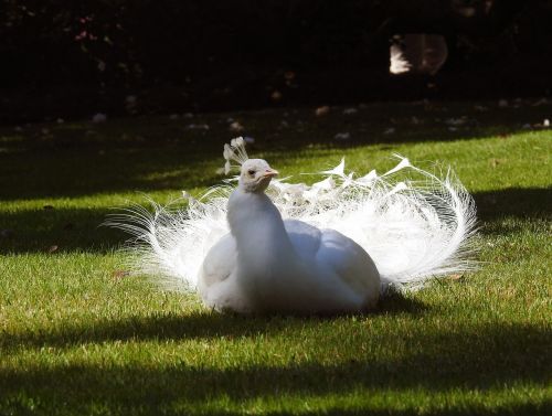 white peacock bird feathers