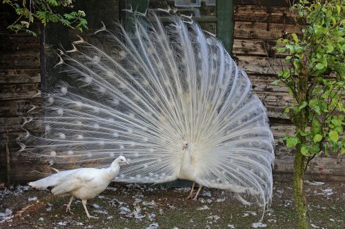 white peacock peacock bird