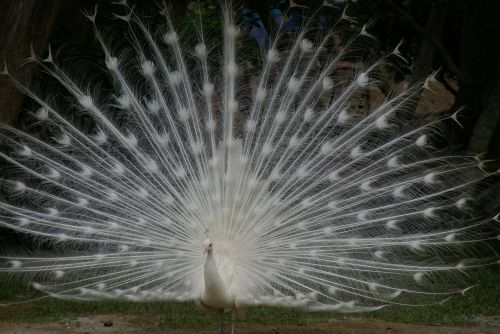 white peacock tail spread plumage