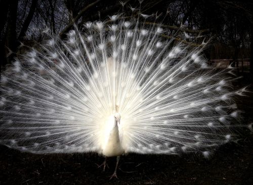 white peacock bird feathers