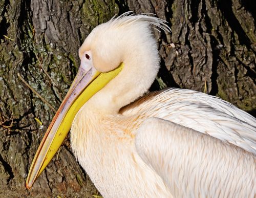 white pelican pelecanus onocrotalus water bird