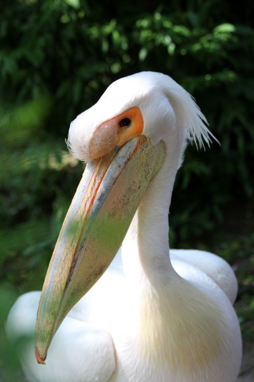 white pelican bird pelican